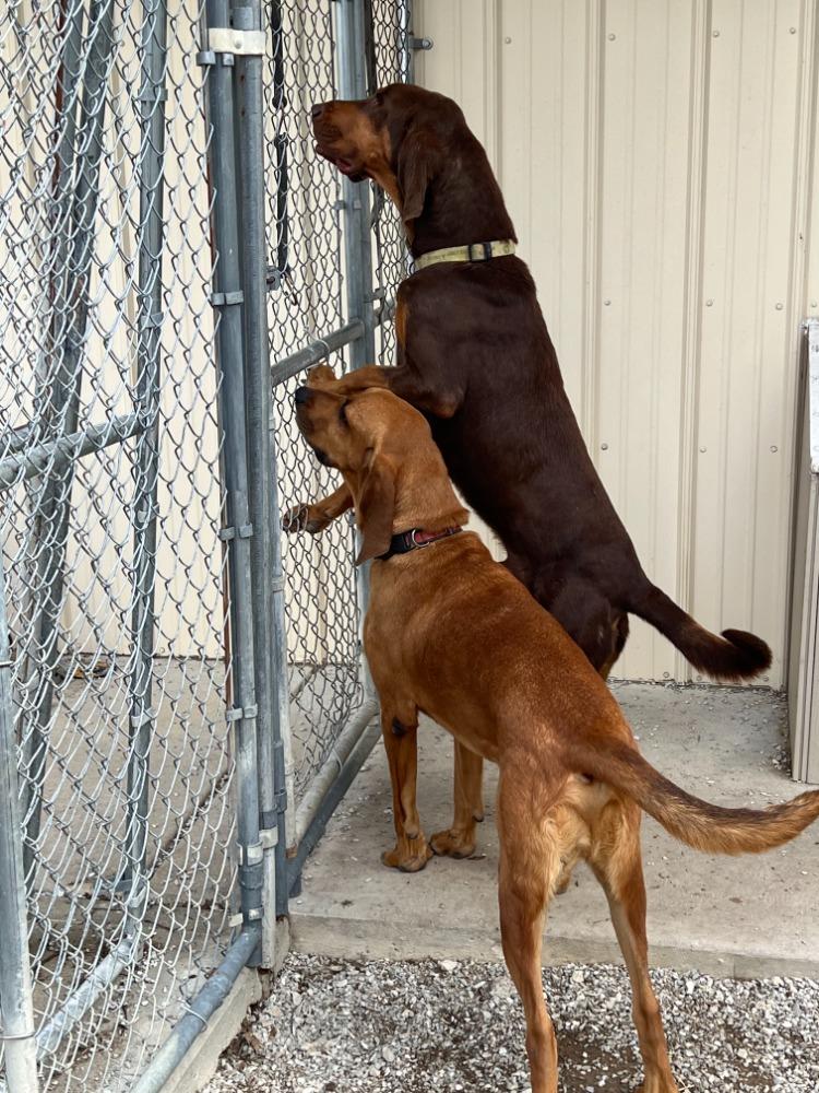 Enlarge Wadi, a Adoptable Bloodhound in Troy, MO image 5/5