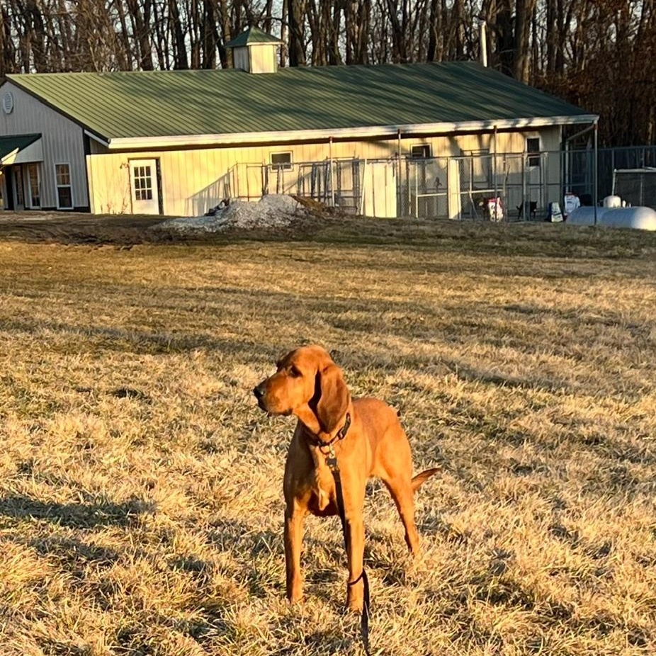 Enlarge Wadi, a Adoptable Bloodhound in Troy, MO image 4/5