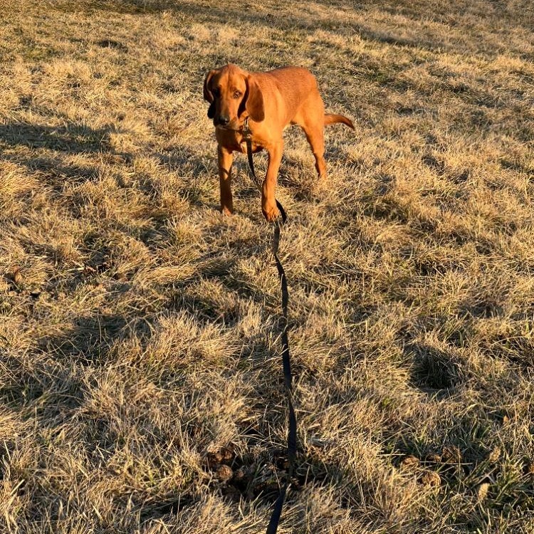 Enlarge Wadi, a Adoptable Bloodhound in Troy, MO image 3/5