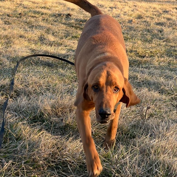 Enlarge Wadi, a Adoptable Bloodhound in Troy, MO image 1/5