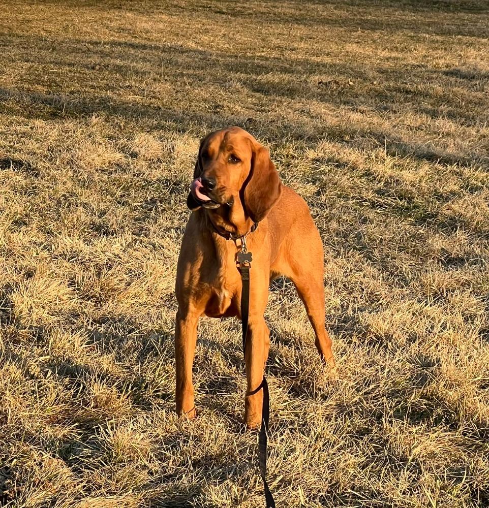 Enlarge Wadi, a Adoptable Bloodhound in Troy, MO image 2/5