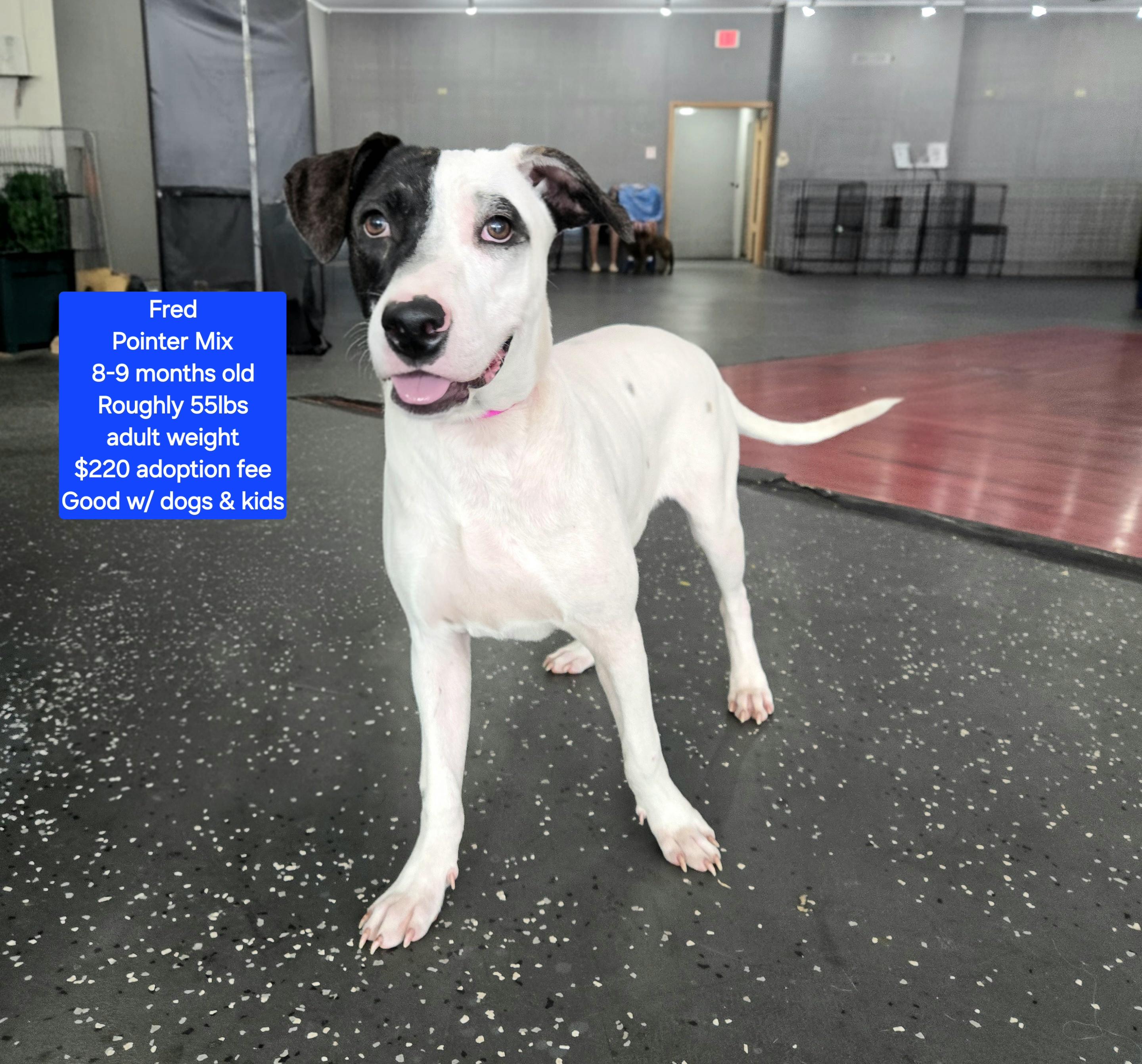 Enlarge Fred, a ADOPTABLE mixed breed in Oviedo, FL image 1/1