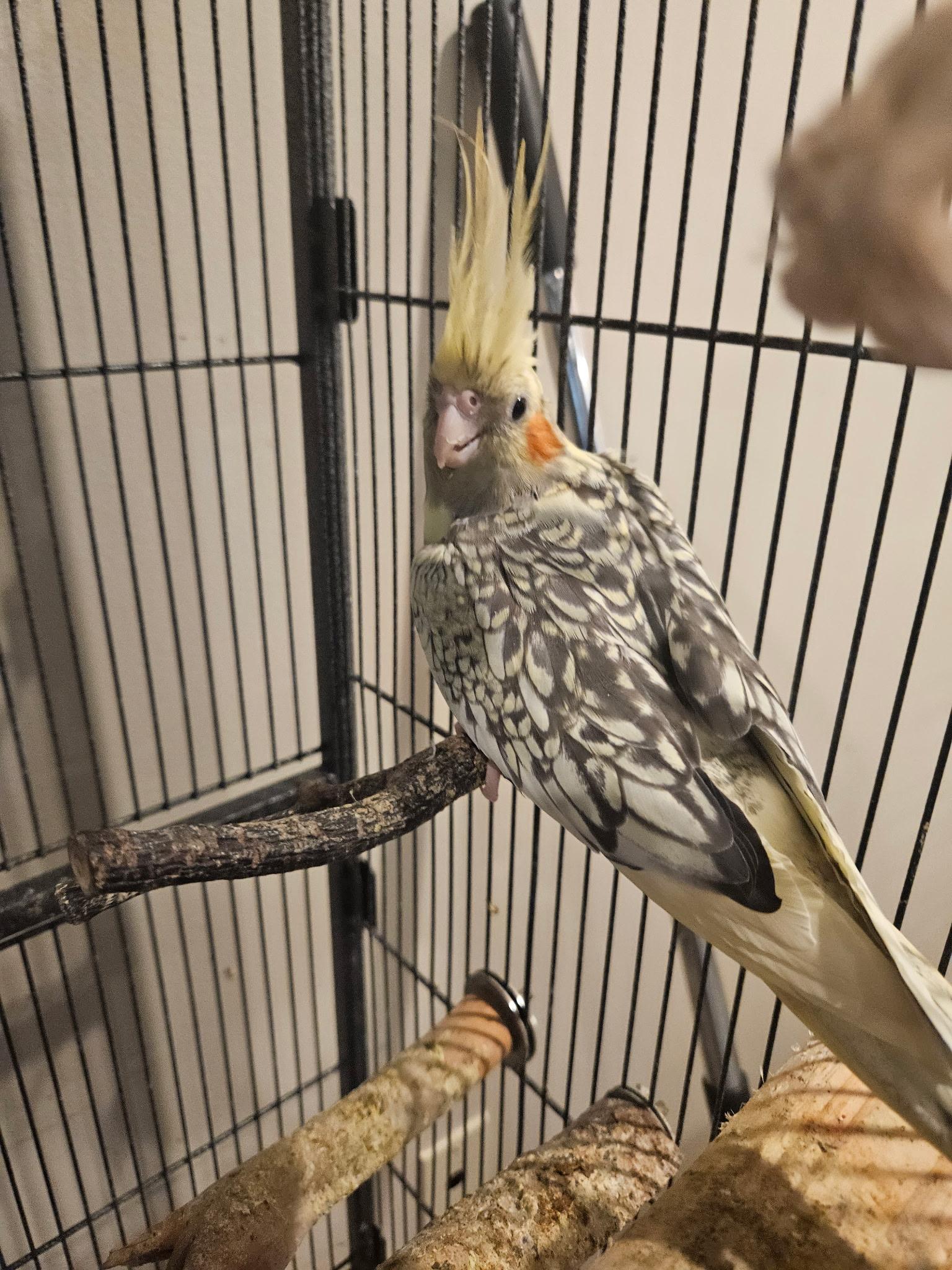 3 Cockatiels