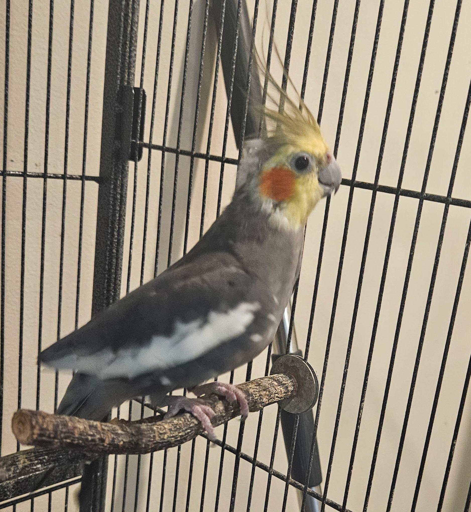 Enlarge 3 Cockatiels, a Adoptable Cockatiel in Winchester, VA image 2/3