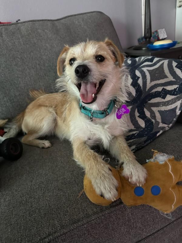 Quentin, a Adoptable mixed breed in Marina Del Rey, CA image 3/6