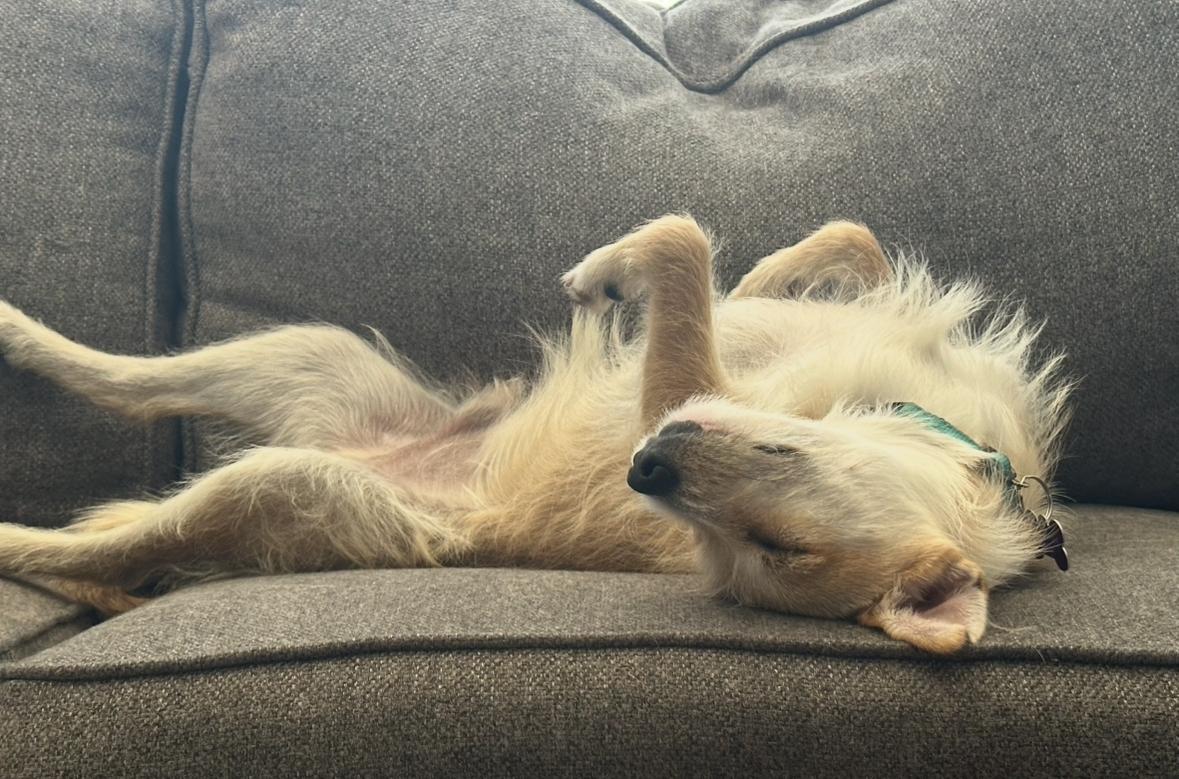 Quentin, a Adoptable mixed breed in Marina Del Rey, CA image 5/6