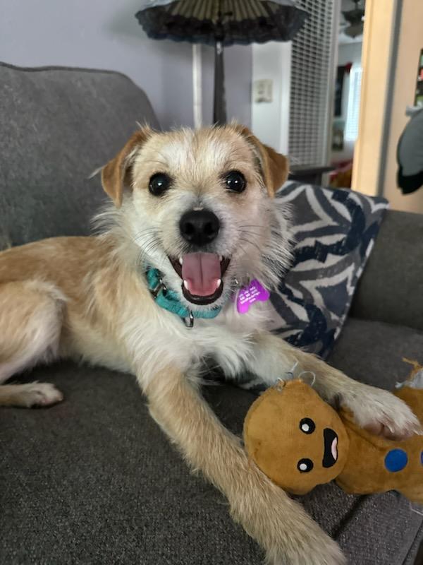 Quentin, a Adoptable mixed breed in Marina Del Rey, CA image 1/6