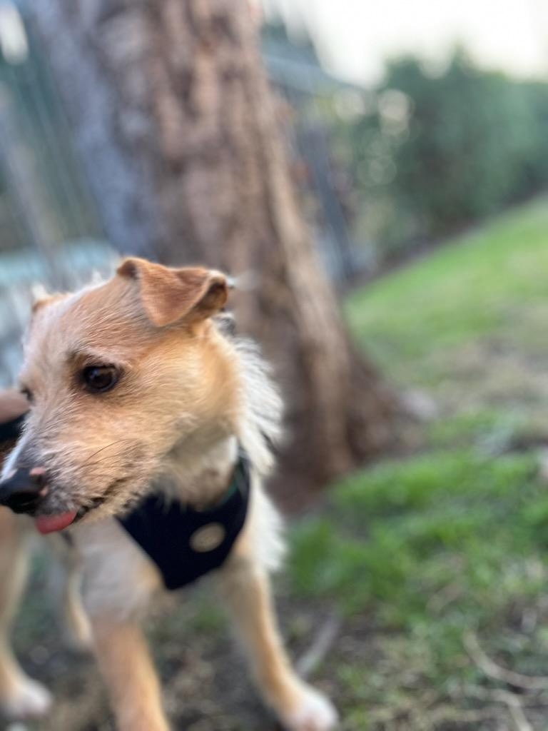 Quentin, a Adoptable mixed breed in Marina Del Rey, CA image 6/6