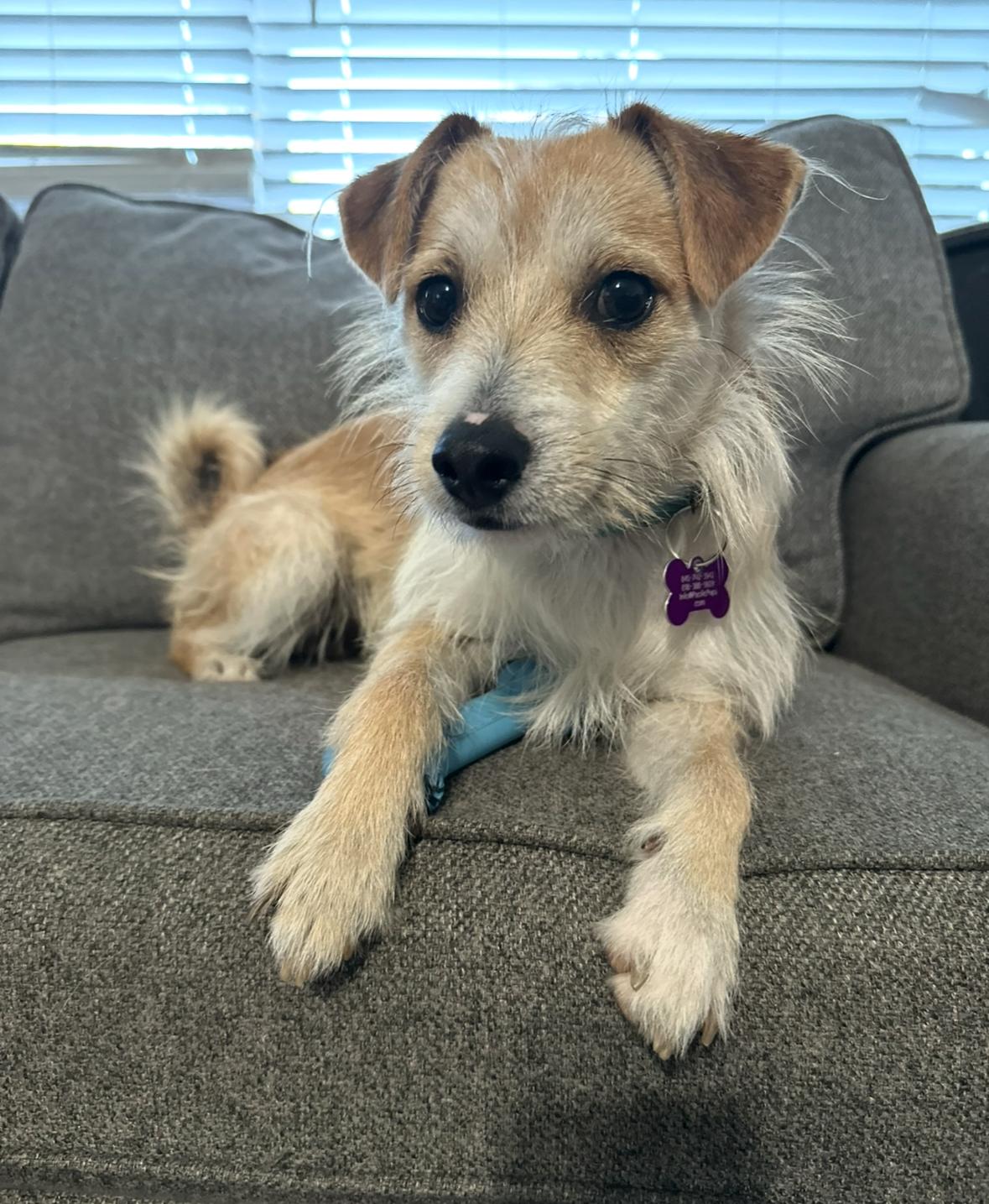 Jack Russell Cross Border Collie Collie Cross Cross Jack Border