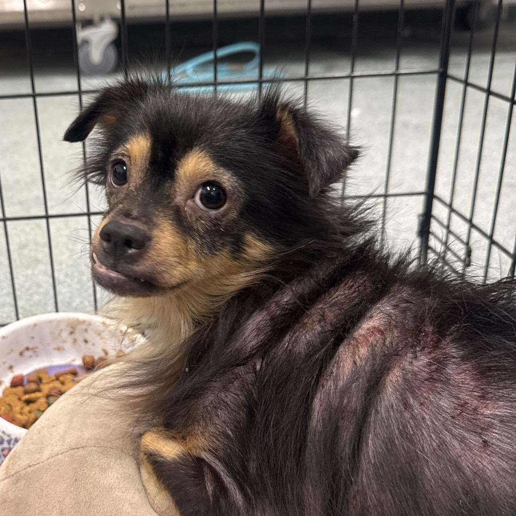 Nala, Adoptable, Adult Female Yorkshire Terrier & Mixed Breed.