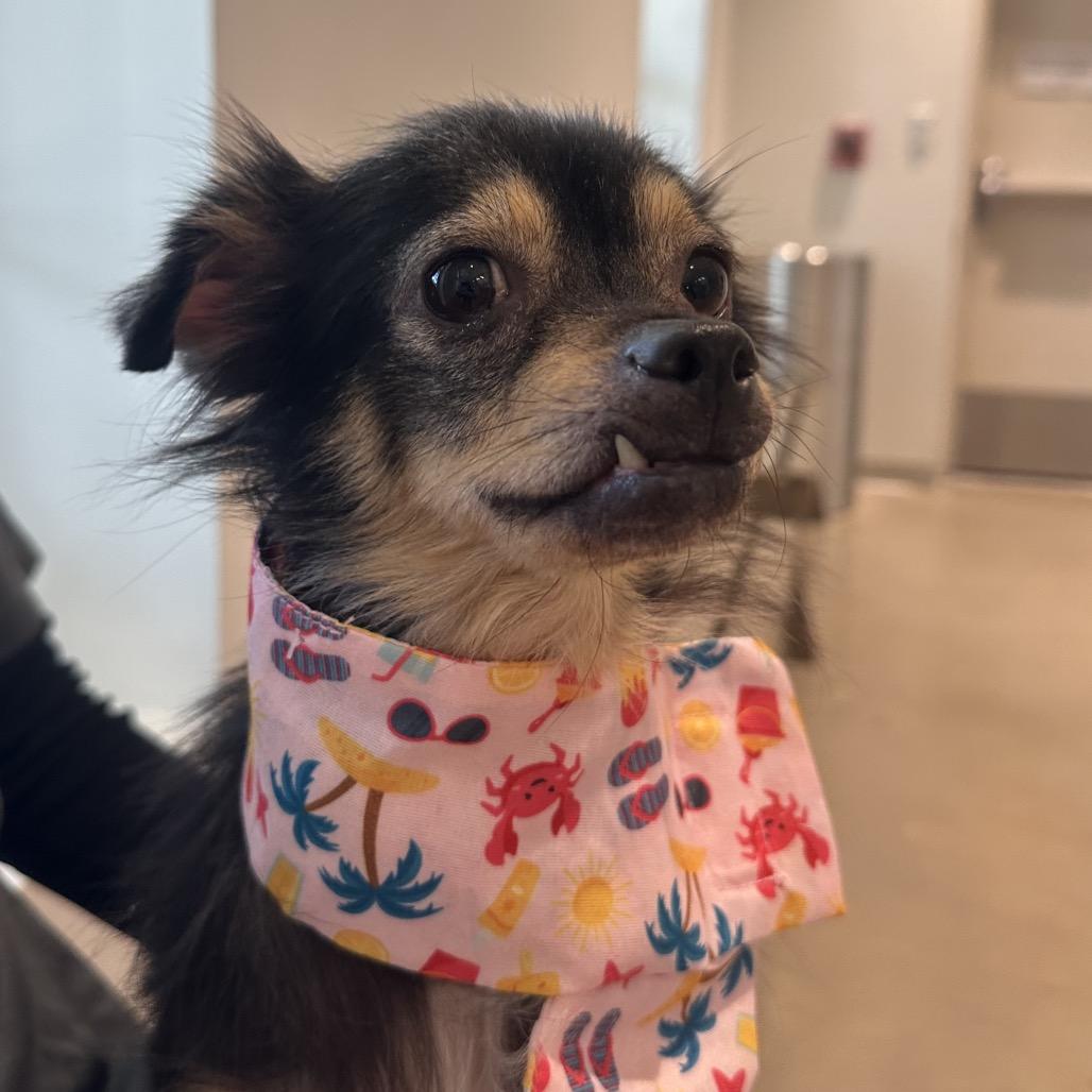 Enlarge Nala, a Adoptable mixed breed in Tampa, FL image 2/2