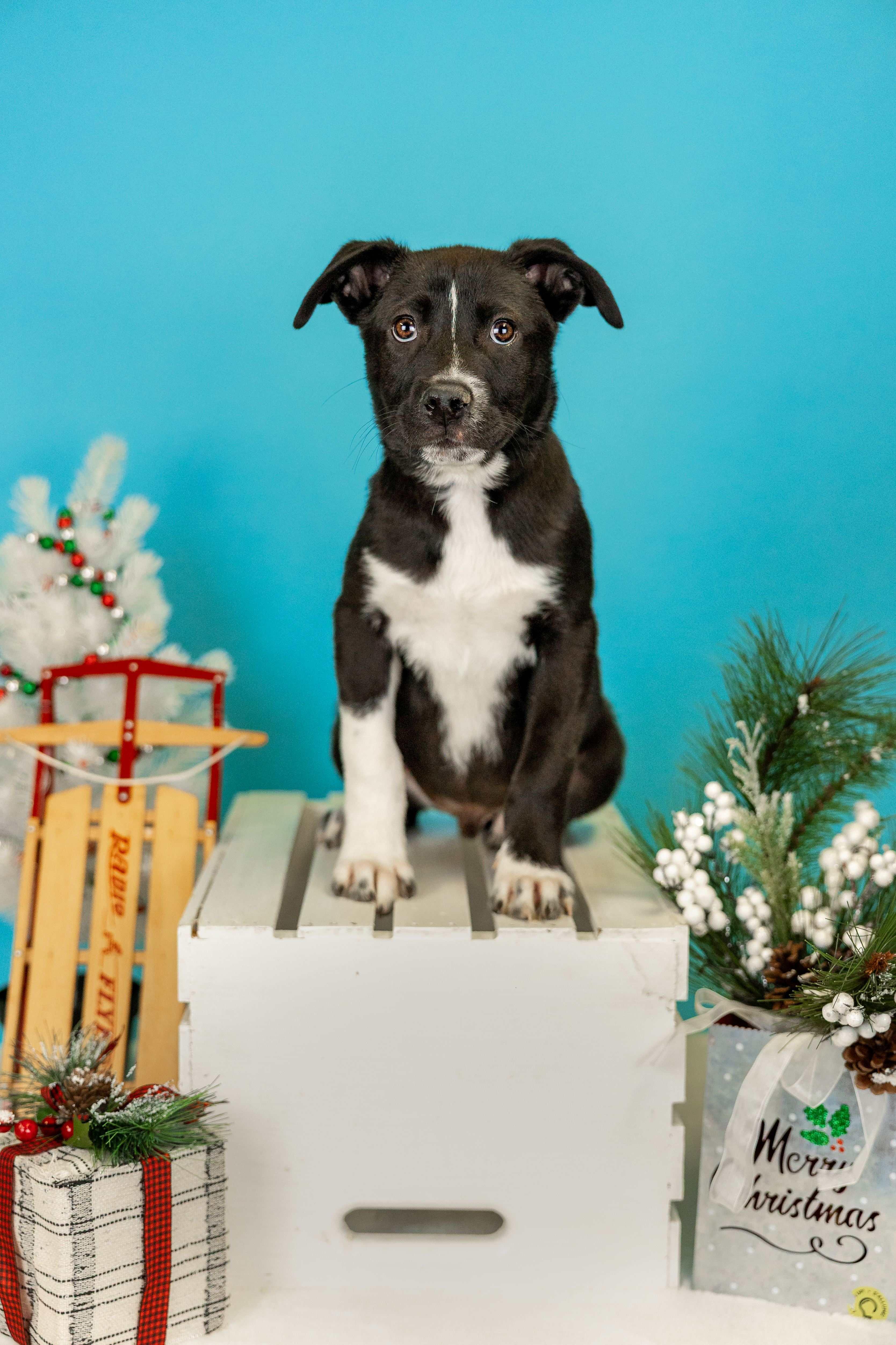 Enlarge 1065-25, a ADOPTABLE mixed breed in Brighton, CO image 1/1