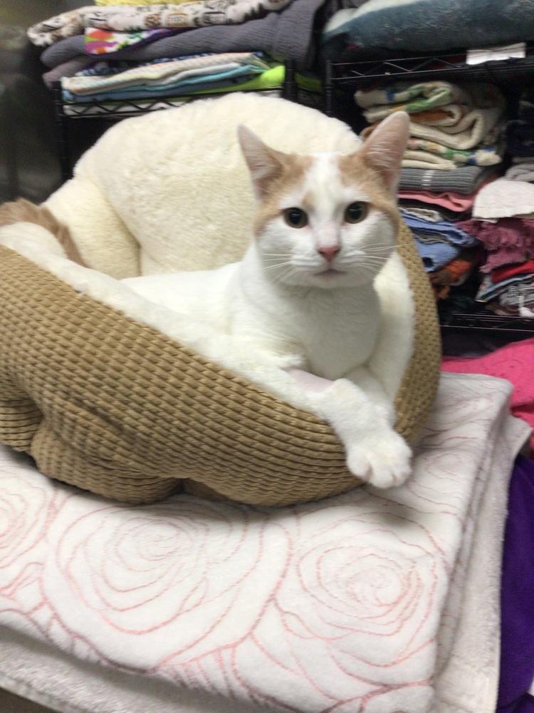 Christopher Colada, Adoptable, Young Male Domestic Short Hair.