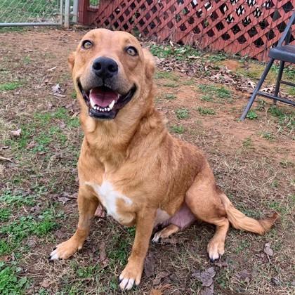 Robin, Adoptable, Adult Female Mixed Breed & Mixed Breed.
