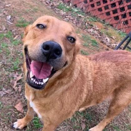 Enlarge Robin, a Adoptable mixed breed in Tyler, TX image 2/2