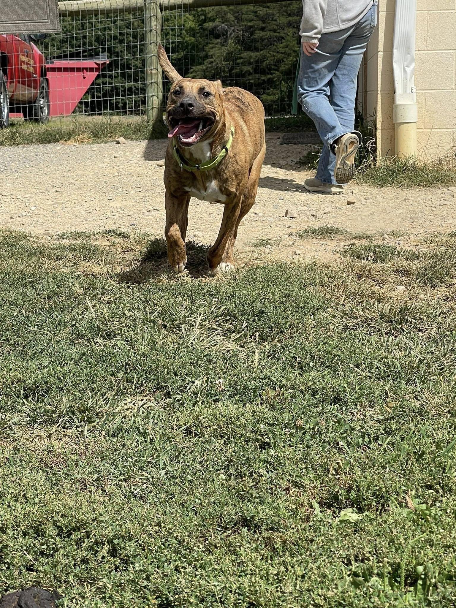 Kumba, a Adoptable mixed breed in Augusta, WV image 2/2