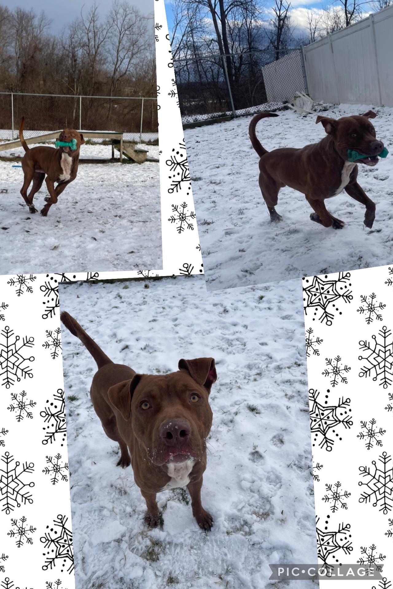 Johnny, ADOPTABLE, Adult Male Pit Bull Terrier.