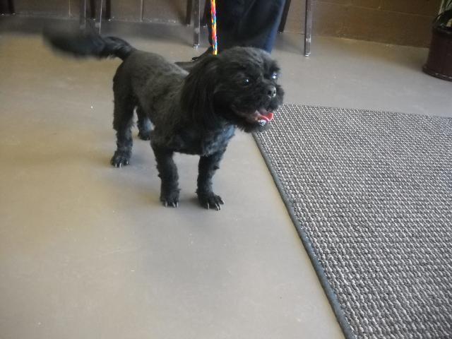 Enlarge Leroy, a Adopted Shih Tzu in Logan, UT image 1/1