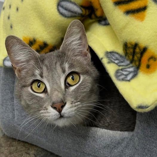 Spaghetti, Adoptable, Adult Male Domestic Short Hair.