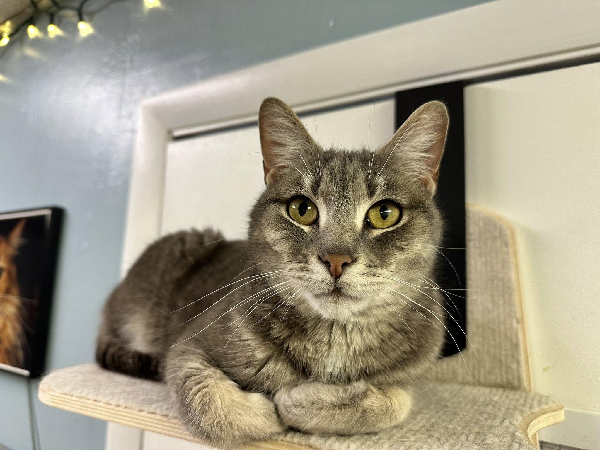 Enlarge Spaghetti, a Adoptable Domestic Short Hair in McDonald, PA image 2/4