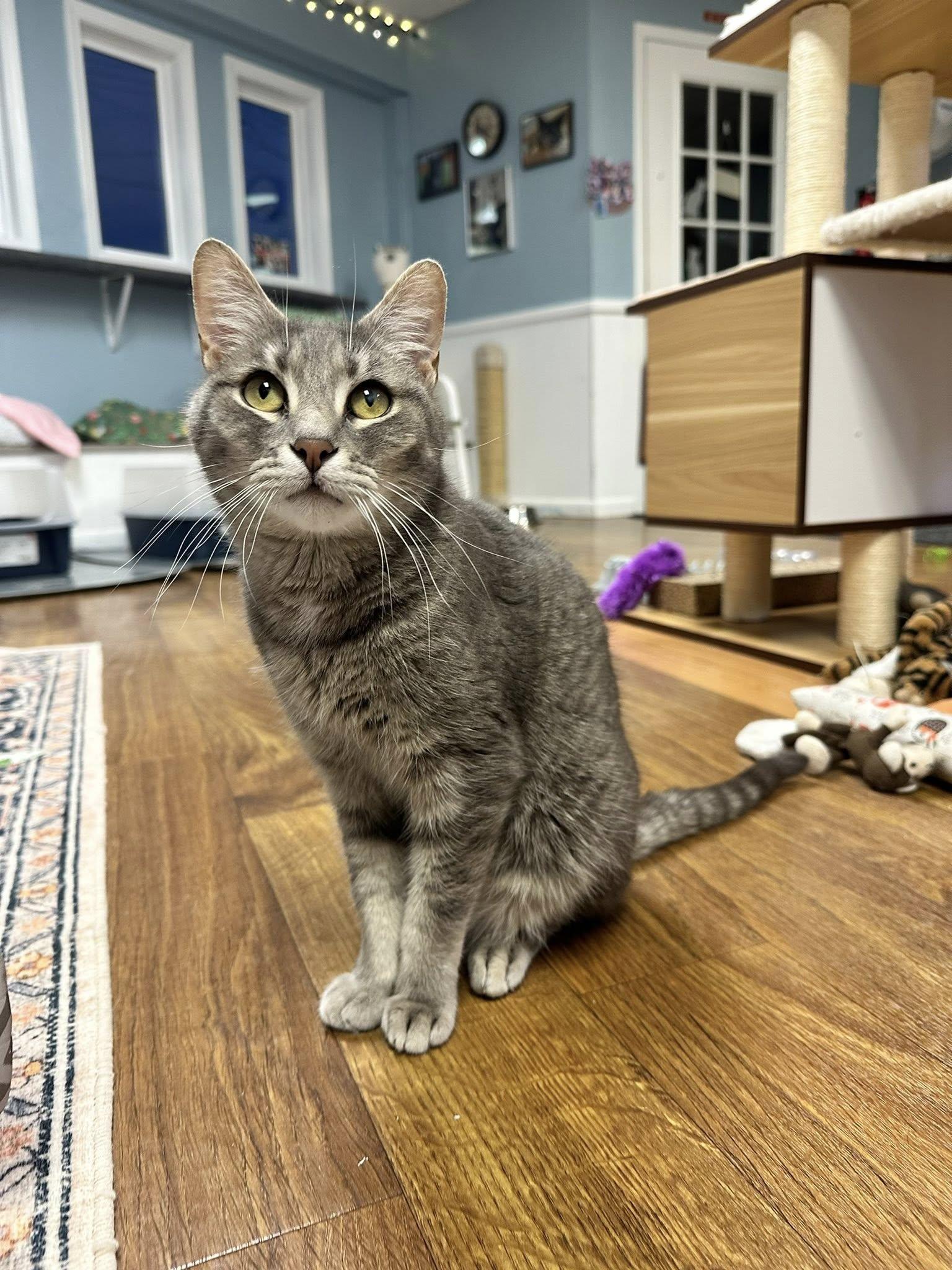 Enlarge Spaghetti, a Adoptable Domestic Short Hair in McDonald, PA image 3/4