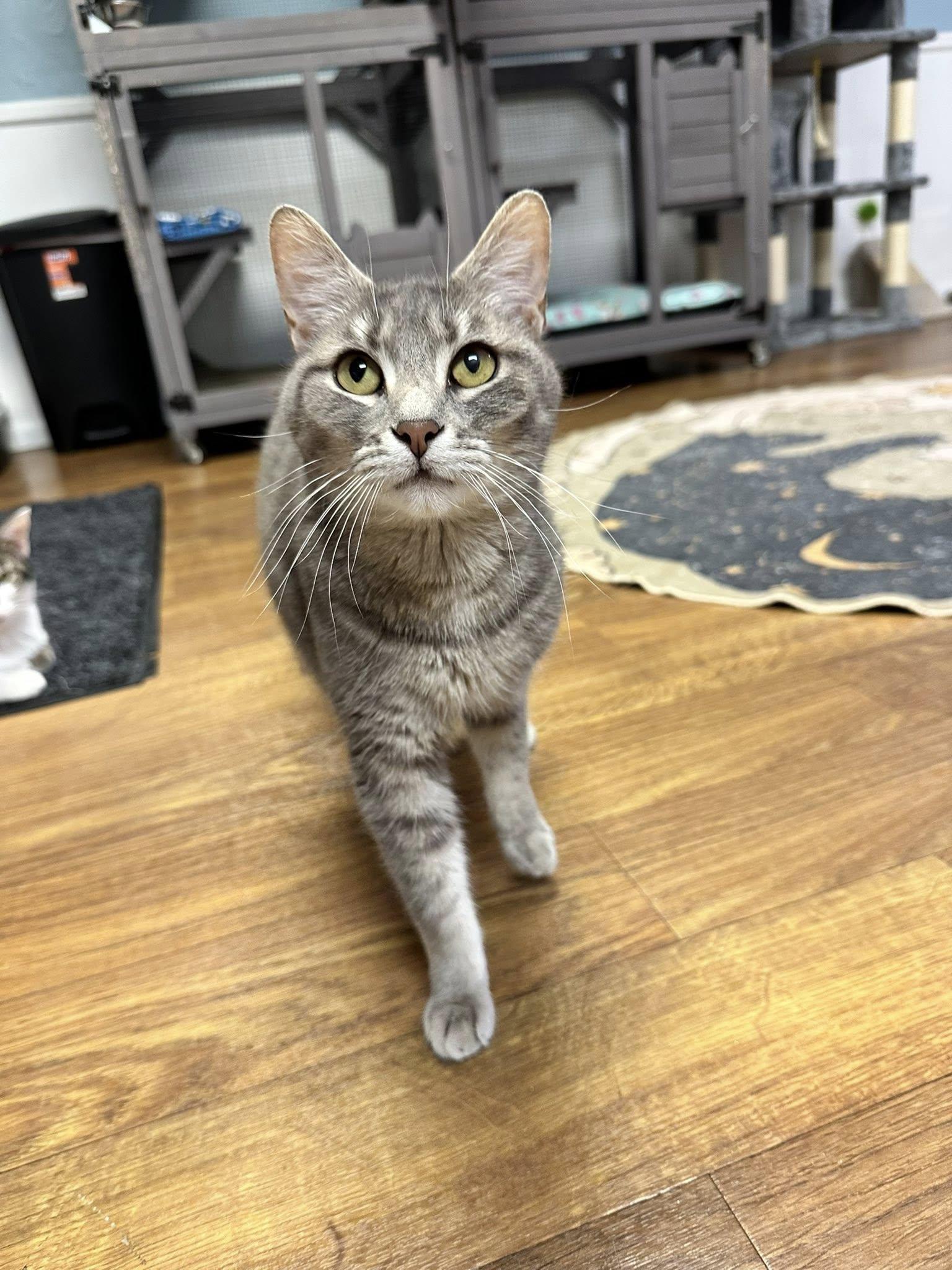Enlarge Spaghetti, a Adoptable Domestic Short Hair in McDonald, PA image 4/4