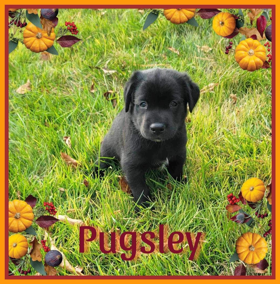 Pugsley, Adopted, Puppy Male German Shepherd Dog.