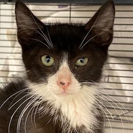 Enlarge Vince, a Adoptable Domestic Medium Hair in Ocean Isle Beach, NC image 1/1