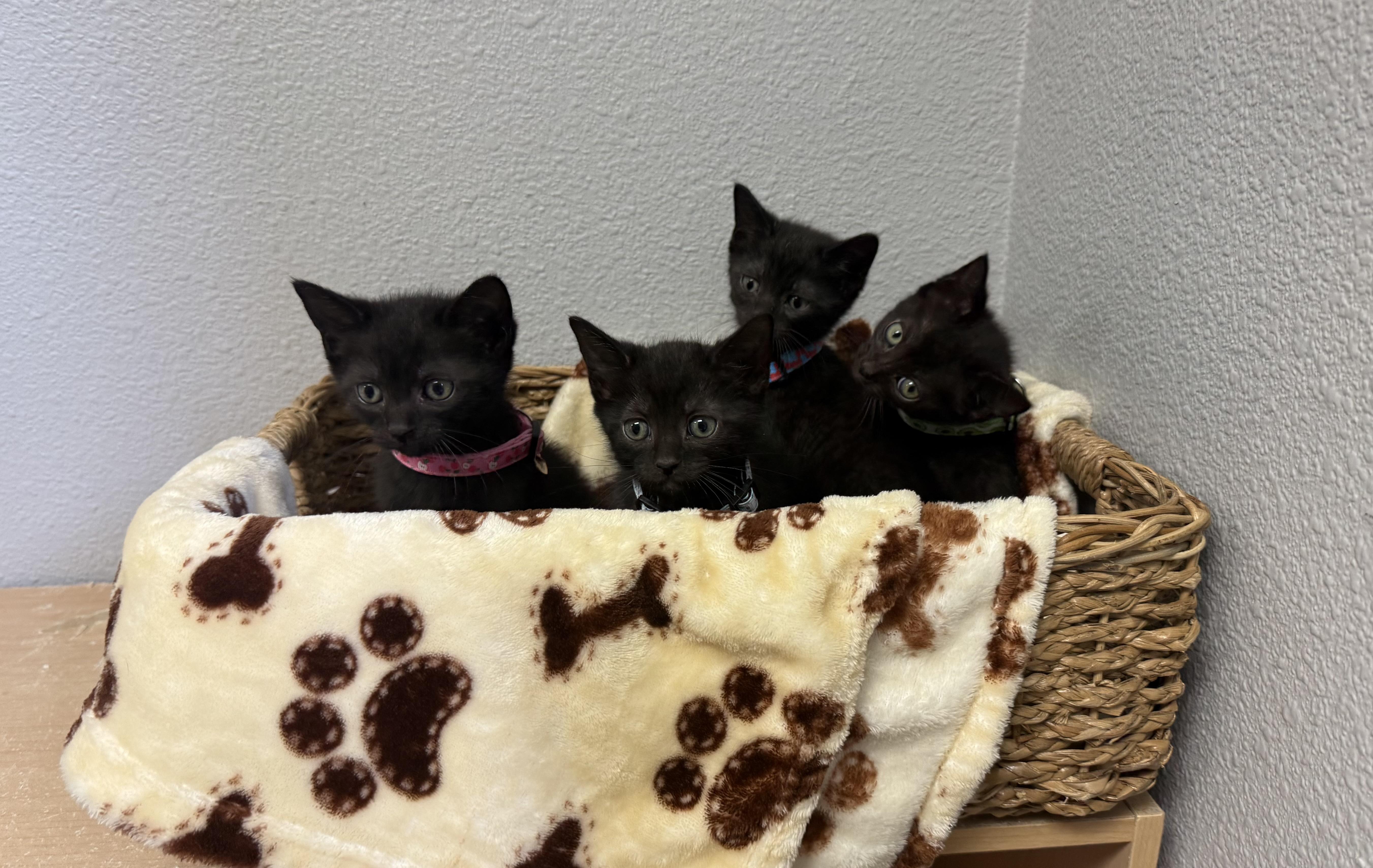 Twizzler, Baby Male Domestic Short Hair