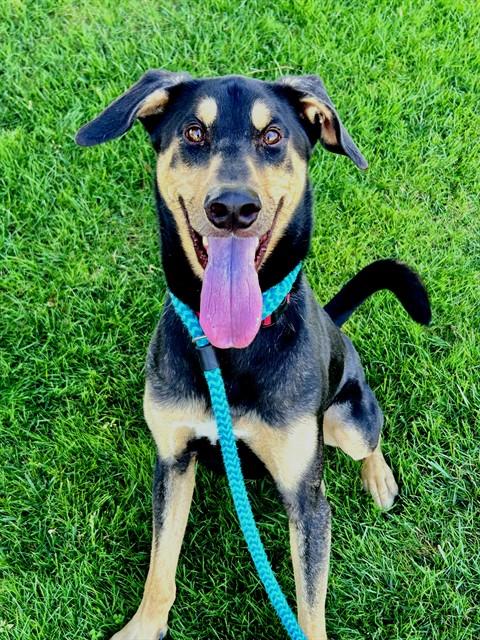 Enlarge AIDAN, a Adoptable mixed breed in Sacramento, CA image 1/1