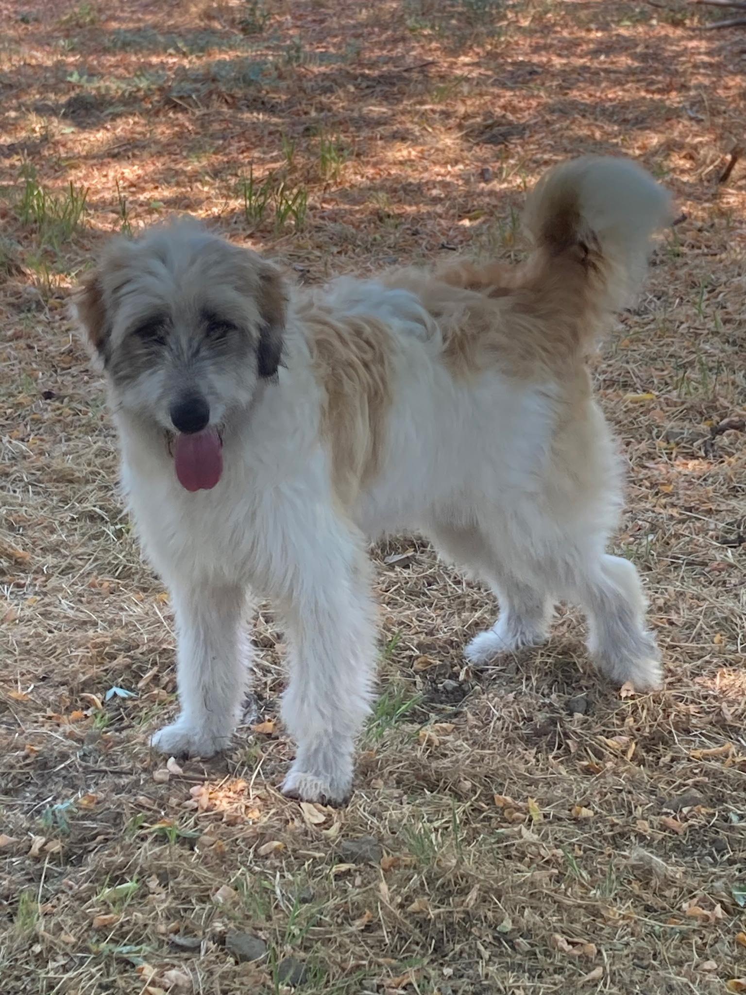 Enlarge MAISIE, a Adoptable Great Pyrenees in San Bernardino, CA image 1/1
