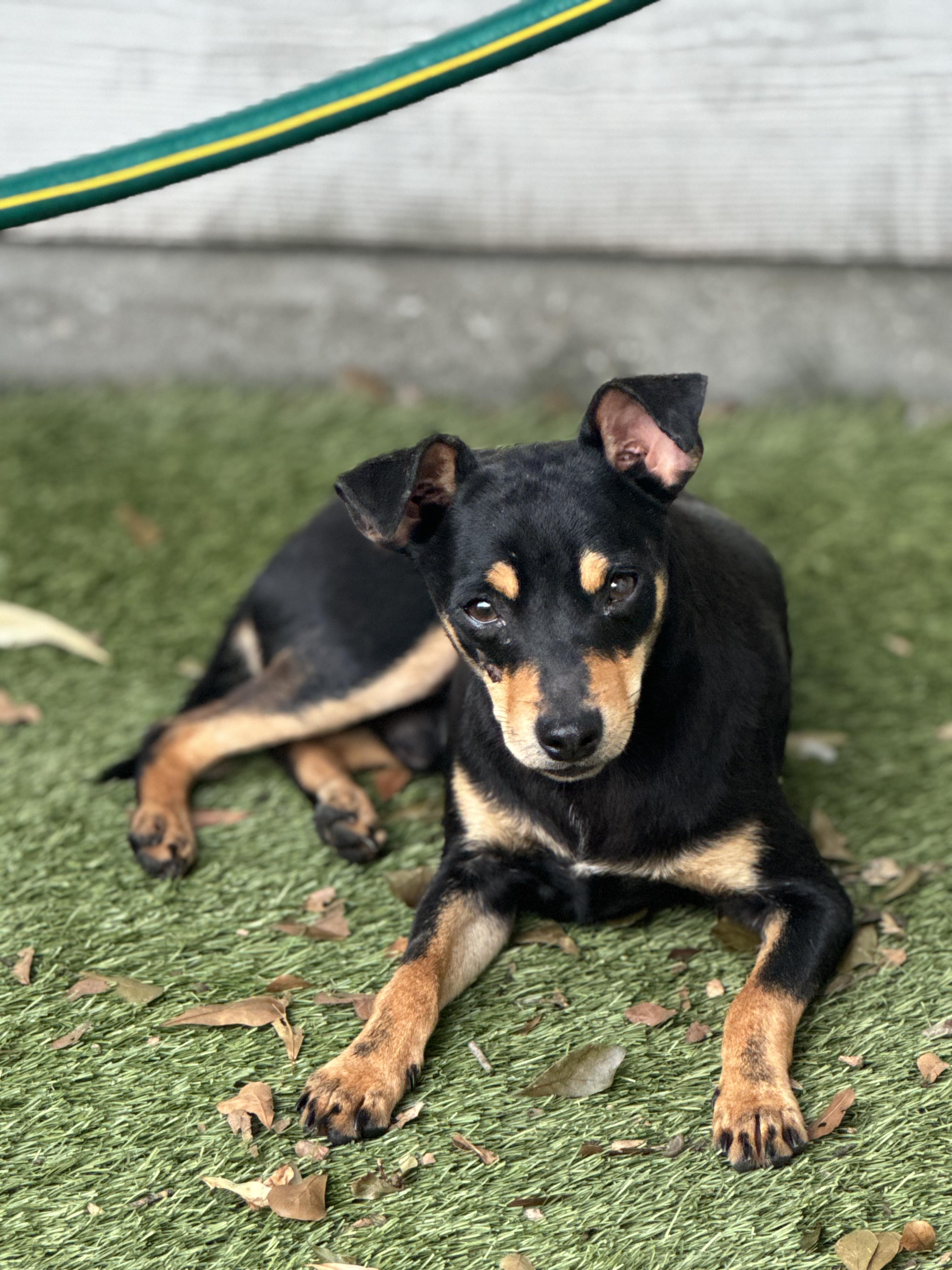 Bruce, ADOPTABLE, Adult Male Miniature Pinscher.