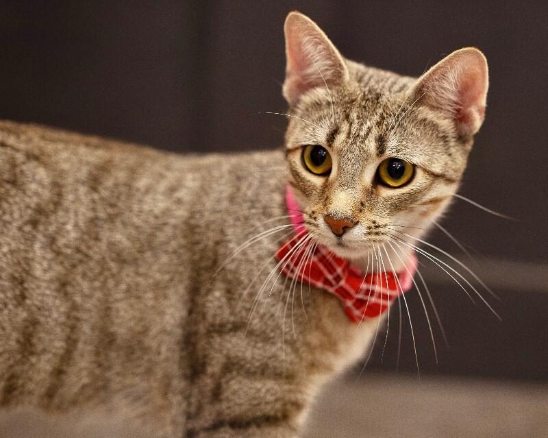 Stella 2, Adoptable, Adult Female Domestic Short Hair.