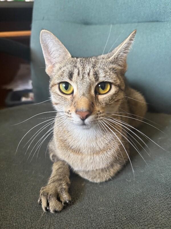Enlarge Stella 2, a Adoptable Domestic Short Hair in North Babylon, NY image 2/5