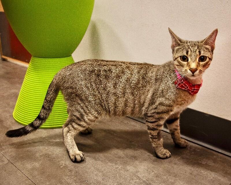 Enlarge Stella 2, a Adoptable Domestic Short Hair in North Babylon, NY image 3/5