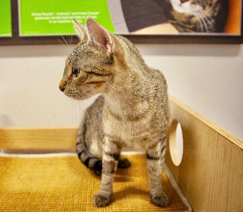 Enlarge Stella 2, a Adoptable Domestic Short Hair in North Babylon, NY image 4/5