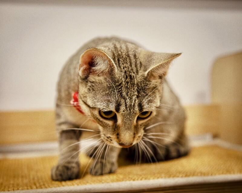 Enlarge Stella 2, a Adoptable Domestic Short Hair in North Babylon, NY image 5/5