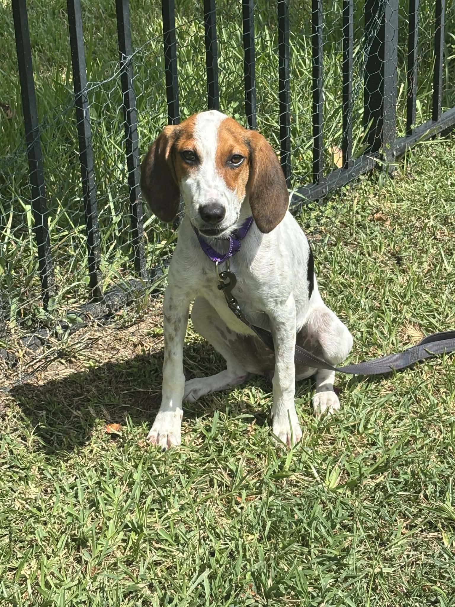 Enlarge Callie, a Adoptable Treeing Walker Coonhound in Winter haven, FL image 4/4