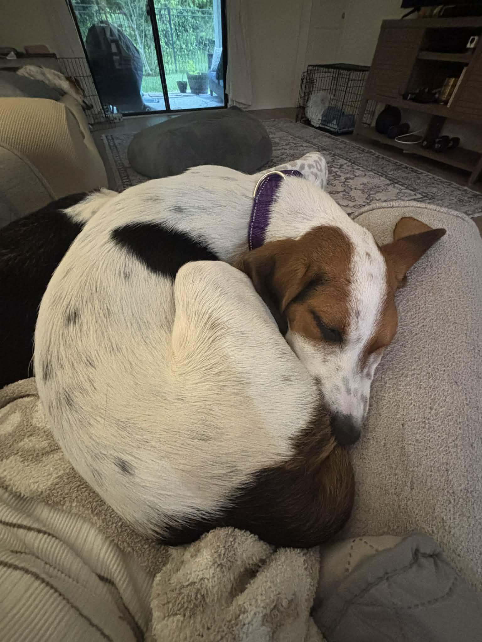 Callie, Adoptable, Young Female Treeing Walker Coonhound.