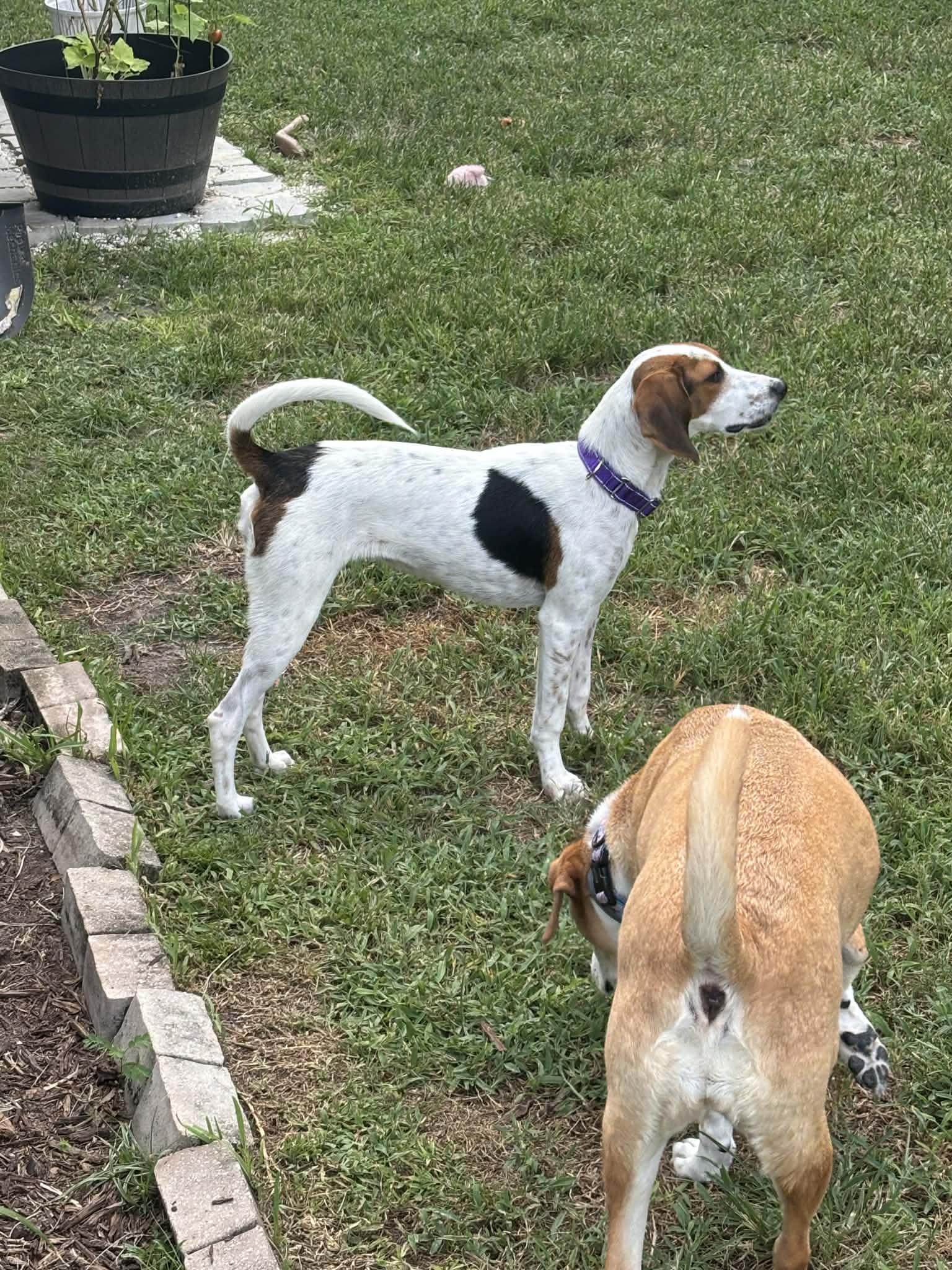 Enlarge Callie, a Adoptable Treeing Walker Coonhound in Winter haven, FL image 2/4