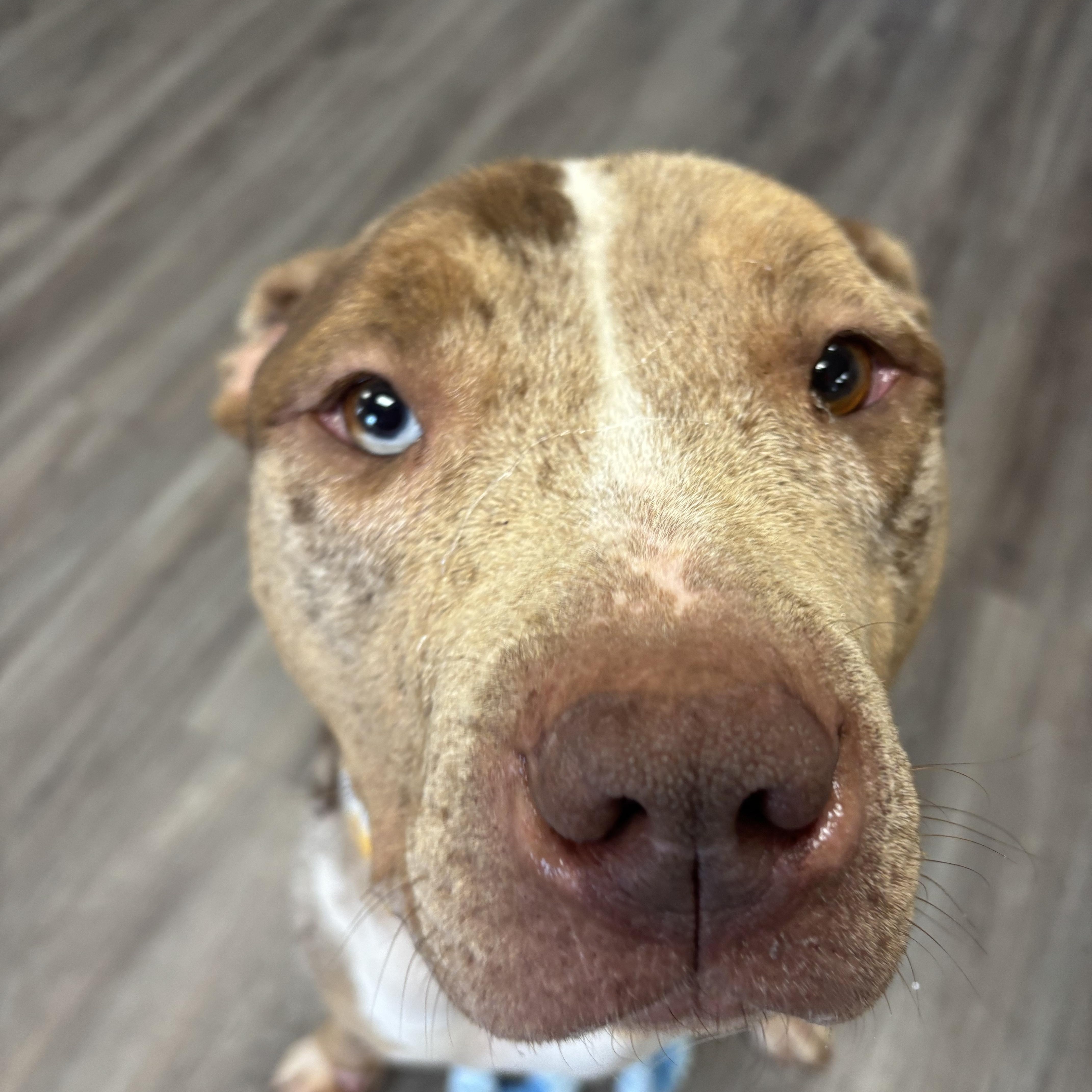 Myrtle, a ADOPTABLE mixed breed in Circleville, OH image 3/3