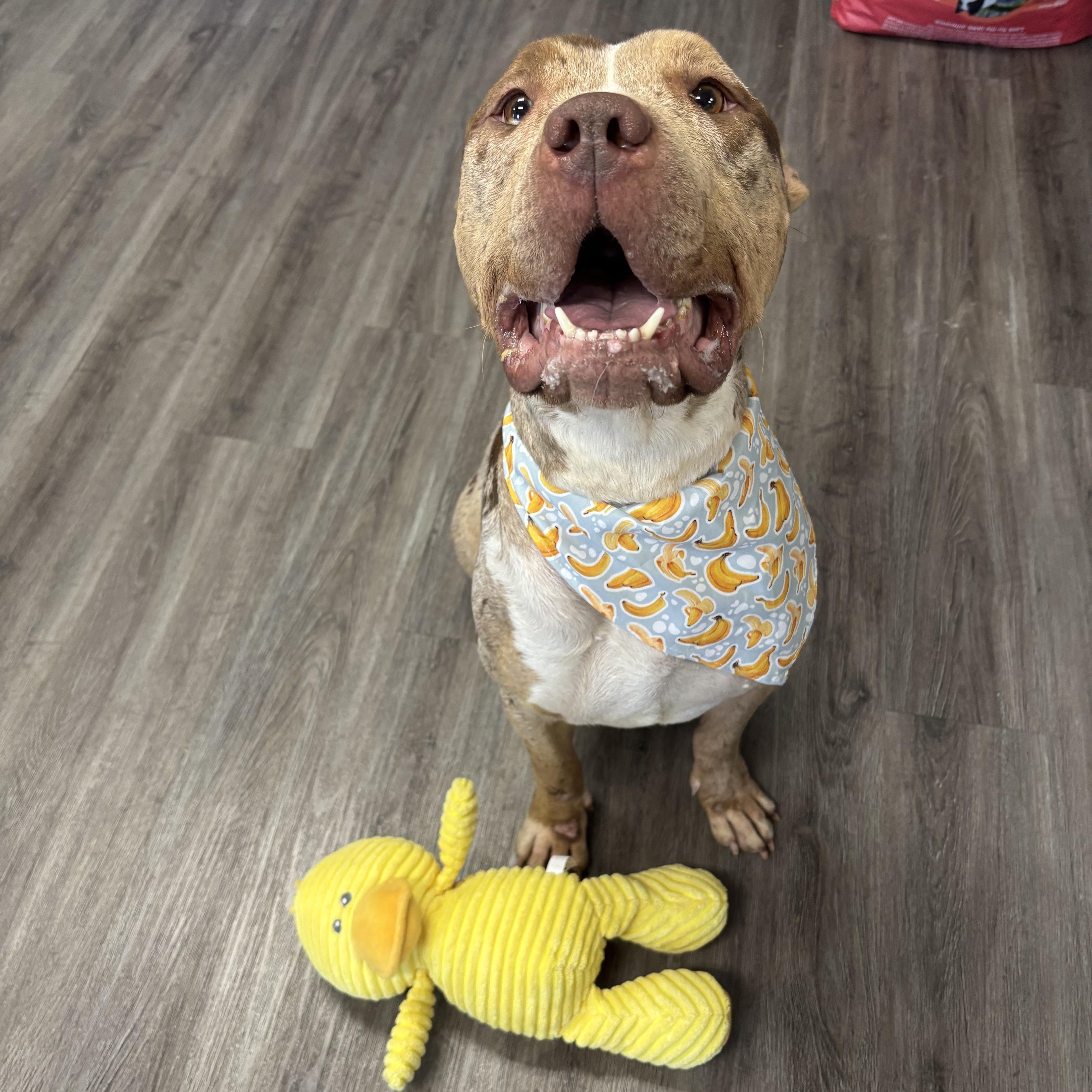 Myrtle, ADOPTABLE, Adult Female Pit Bull Terrier.