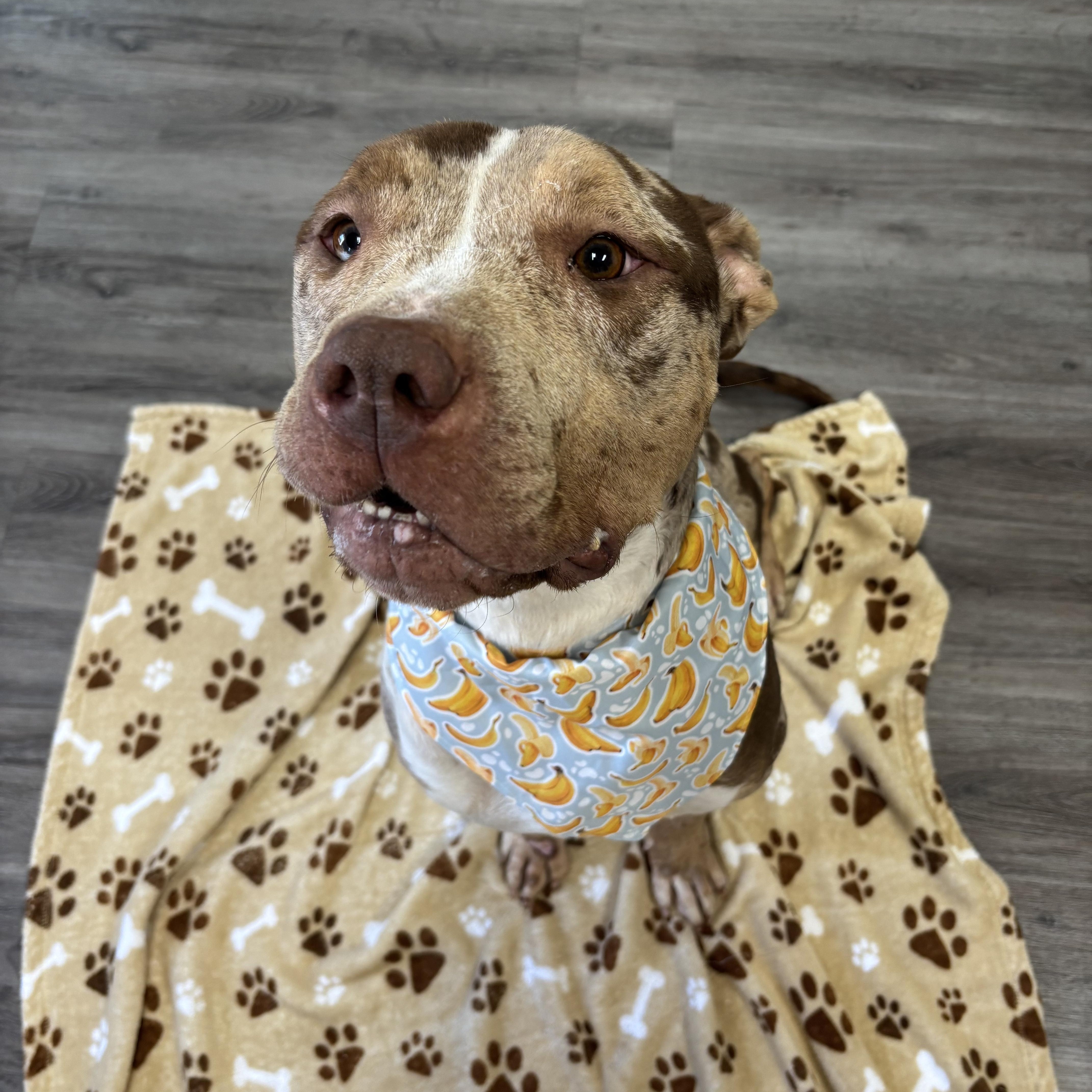 Myrtle, a ADOPTABLE mixed breed in Circleville, OH image 2/3