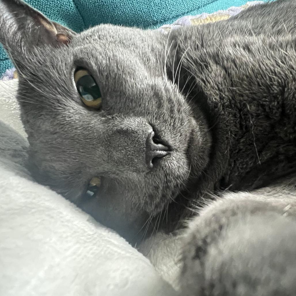Hermione-, Adoptable, Adult Female Russian Blue & Domestic Short Hair.
