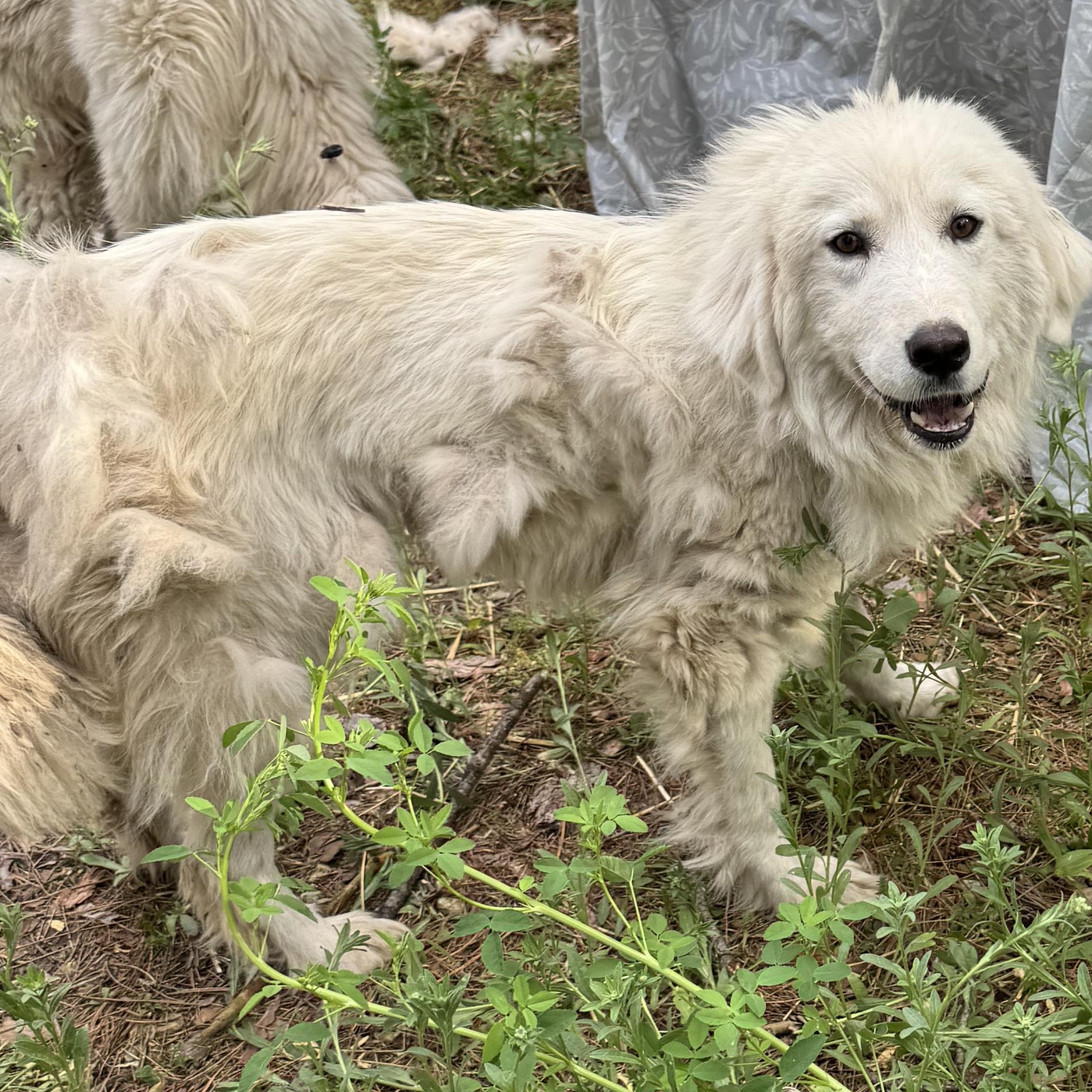 Louise, a ADOPTABLE Great Pyrenees in Neshkoro, WI image 1/2