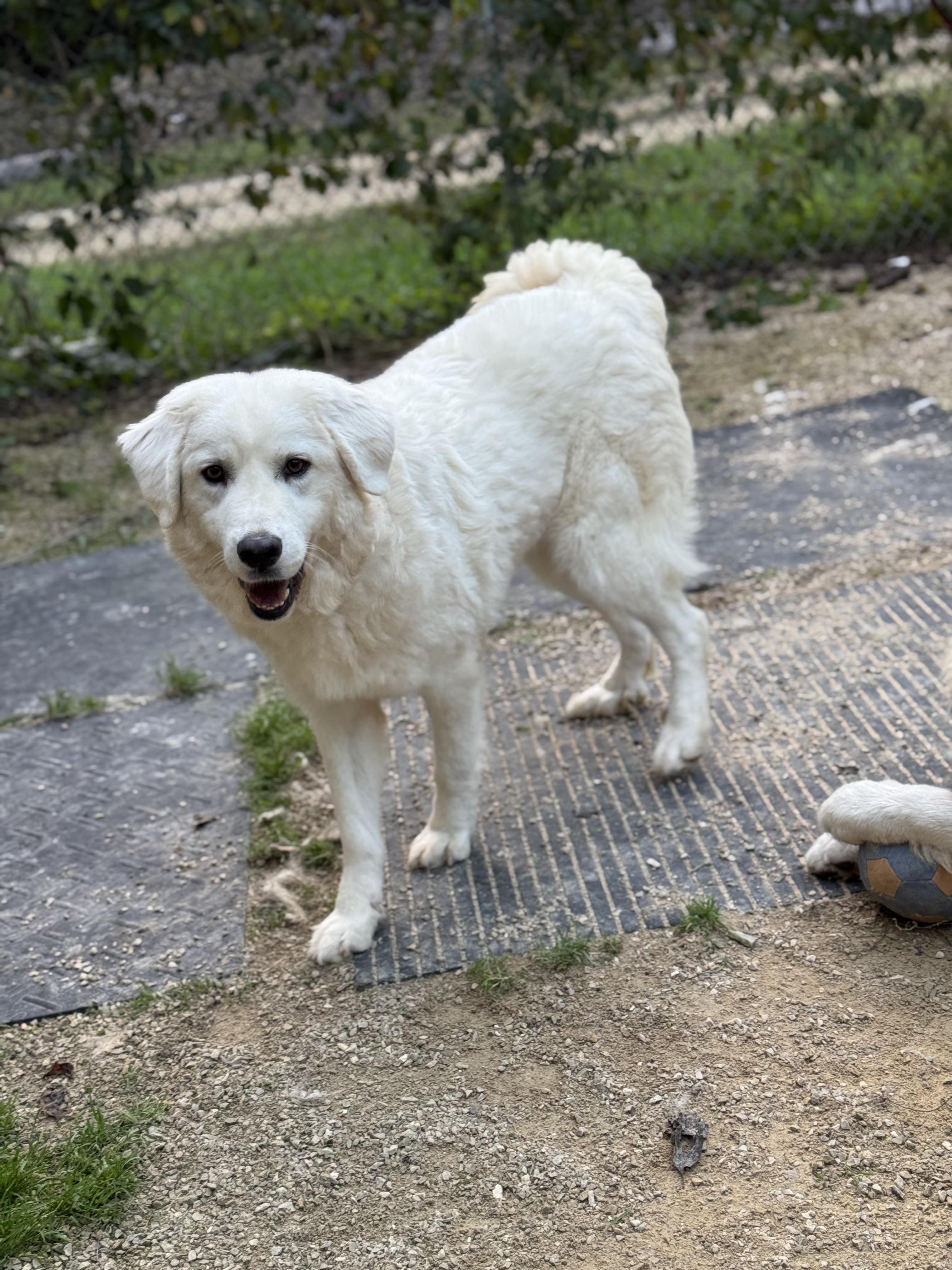 Enlarge Louise, a Adoptable Great Pyrenees in Neshkoro, WI image 3/3