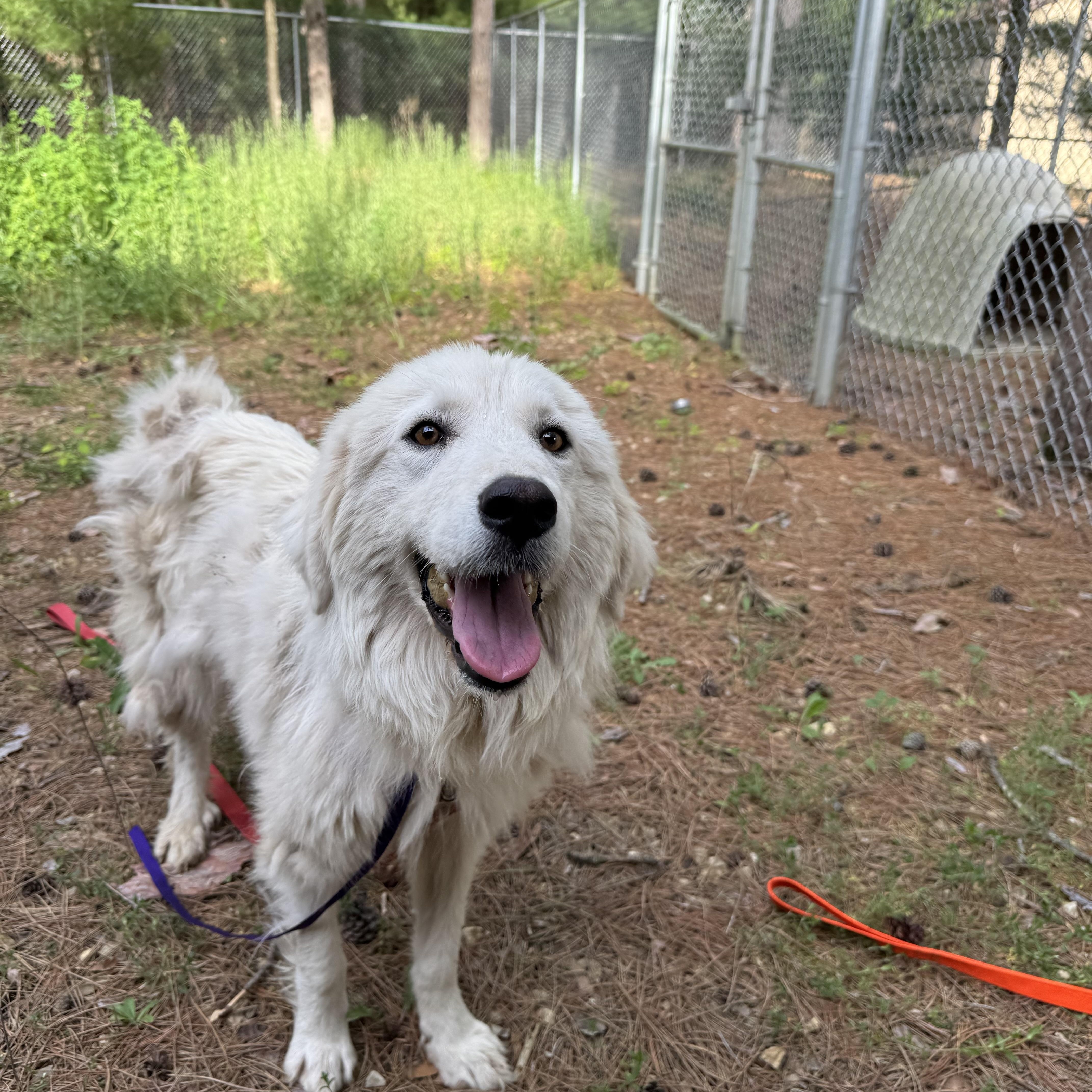 Louise, a ADOPTABLE Great Pyrenees in Neshkoro, WI image 2/2