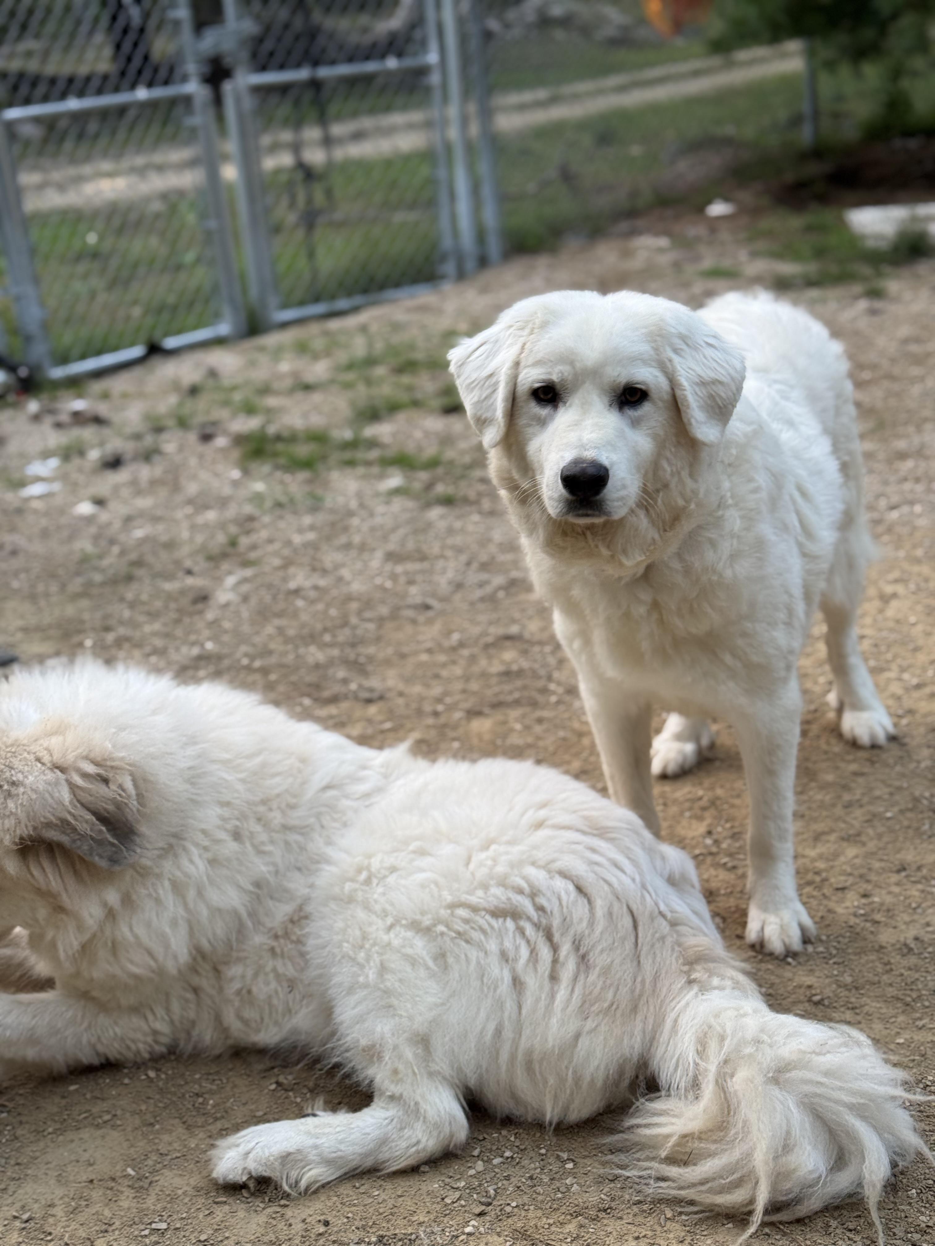 Enlarge Louise, a Adoptable Great Pyrenees in Neshkoro, WI image 2/3