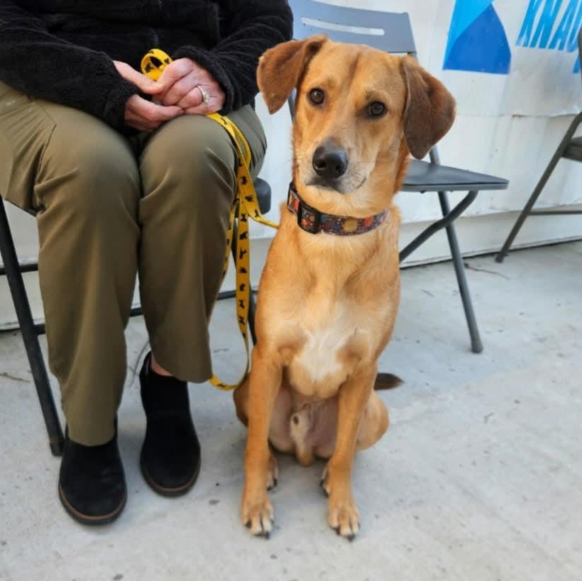🐾 Meet Finn: Your New Best Friend, Adoptable, Adult Male Hound & Labrador Retriever.