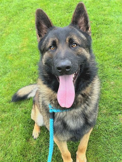 THORSTEN, Adoptable, Adult Male German Shepherd Dog & Mixed Breed.